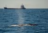 GOB Mallorca y otras cinco organizaciones ecologistas reclaman limitar la velocidad de los barcos para proteger a los cetáceos GOB Mallorca y otras cinco organizaciones ecologistas reclaman limitar la velocidad de los barcos para proteger a los cetáceos