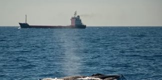 GOB Mallorca y otras cinco organizaciones ecologistas reclaman limitar la velocidad de los barcos para proteger a los cetáceos GOB Mallorca y otras cinco organizaciones ecologistas reclaman limitar la velocidad de los barcos para proteger a los cetáceos