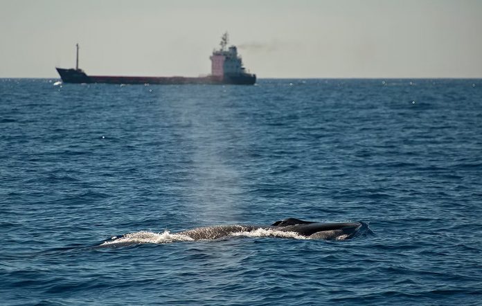 GOB Mallorca y otras cinco organizaciones ecologistas reclaman limitar la velocidad de los barcos para proteger a los cetáceos