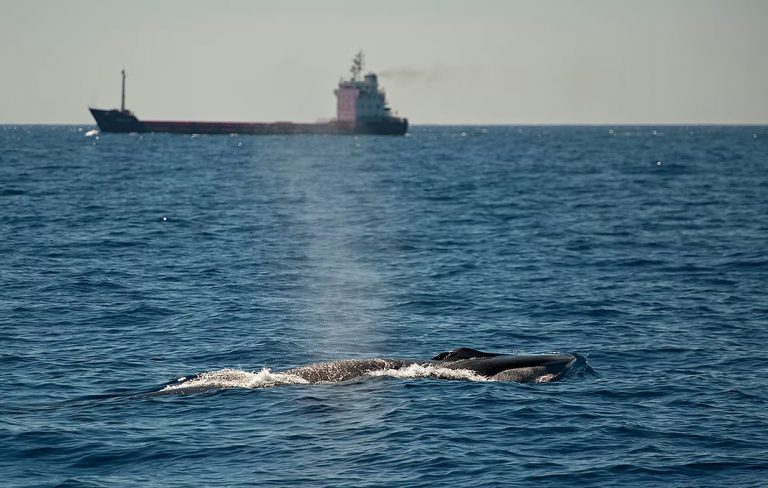 GOB Mallorca y otras cinco organizaciones ecologistas reclaman limitar la velocidad de los barcos para proteger a los cetáceos