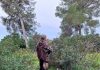 Mallorca abre este lunes la temporada general de caza, que se prolongará hasta el 10 de febrero Mallorca abre este lunes la temporada general de caza, que se prolongará hasta el 10 de febrero