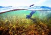 Doce entidades ecologistas reclaman al Govern medidas concretas para proteger las aguas costeras de Baleares Doce entidades ecologistas reclaman al Govern medidas concretas para proteger las aguas costeras de Baleares