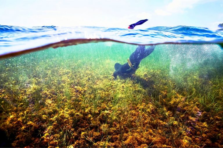 Doce entidades ecologistas reclaman al Govern medidas concretas para proteger las aguas costeras de Baleares