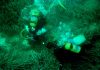 La UIB se sitúa entre las 100 mejores universidades del mundo en Oceanografía La UIB se sitúa entre las 100 mejores universidades del mundo en Oceanografía