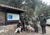 Autorizadas diez jornadas de caza en fincas públicas y recupera una modalidad tradicional en Tossals Verds Autorizadas diez jornadas de caza en fincas públicas y recupera una modalidad tradicional en Tossals Verds